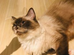 -momokira米努特·德文卷毛猫·棉花面纱犬