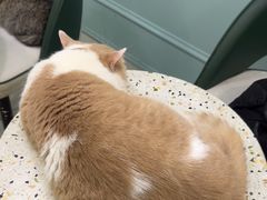 -安格丽娜·狗咖·猫咖羊驼咖(春熙路百盛商场店)