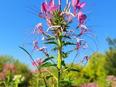 -花开海上生态园