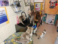 -平行世界·猫咖(首经贸店)