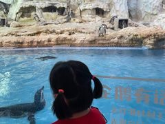 -帝企鹅自助餐厅•儿童岛•真企鹅(长隆企鹅酒店)