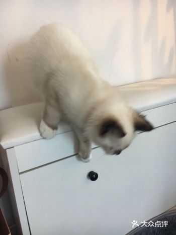 偶然发现的喵喵馆,里面有超级多可爱的喵喵(=^・ェ・