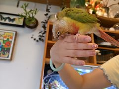 -吉丁鸟咖·异宠·寄养