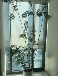 -HYOUNG 禾漾·BTL官方美学中心