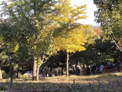 -北京西山国家森林公园