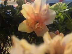 -Dal Cuore 达可芮冰淇淋(陕西北路店)