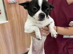 -瑞鹏宠物医院犬猫全科(真大分院)