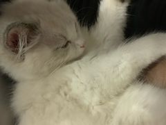 -Bastet sally猫舍购宠(静安店)