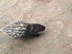-青藏高原野生动物园