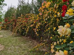 -永定河休闲森林公园