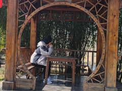 -合肥滨湖国家森林公园