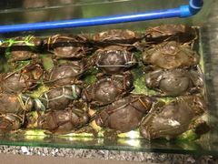 -Isla Sugbu Seafood City