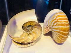 鹦鹉螺-贝壳梦幻世界