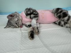 -达爱动物医院·犬猫分区·CT·复杂眼科(远洋山水分院)