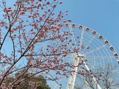 -顾村公园