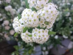 -循礼门鲜花花市(武汉循礼门店)