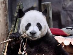 -栾川竹海野生动物园