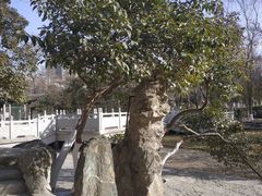 -莲湖公园
