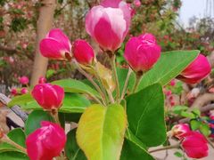 -元大都城垣遗址公园