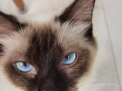 -喵的天空名猫咖啡馆·撸猫·猫舍·用品