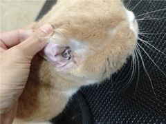 -瑞鹏宠物医院·夜间急症·心超·猫科(祖庙分店)