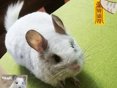-萌兽医馆·眼科·异宠专科(三里屯店)
