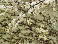 -高东镇樱花园
