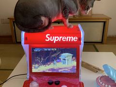 -猫在这儿猫咪咖啡馆·撸猫馆