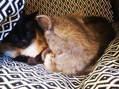 -猫友咖啡店(玉林西路店)