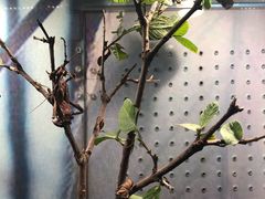 -上海大自然野生昆虫馆(东方明珠·爬宠昆虫探索中心)