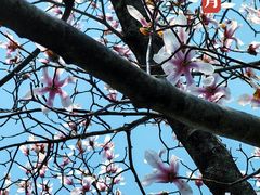 -杭州植物园