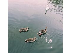 -石家庄市动物园