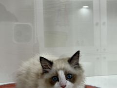 -青奢宠物·青奢猫舍