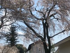 -醍醐寺