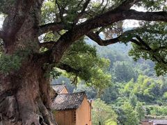 -杨家堂村