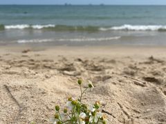 -西涌国际滨海旅游区