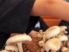 鲜活菌菇棒-椰子营·椰子鸡火锅(万象里店)