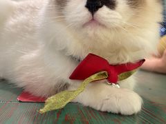 -喵喵咪呀布偶猫咖(春熙路店)