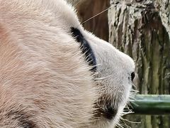 -都江堰中华大熊猫苑