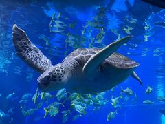 -成都浩海立方海洋公园