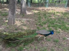 -北京麋鹿生态实验中心