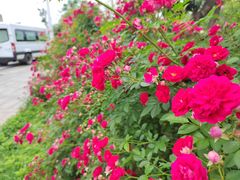 -洋湖国家湿地公园