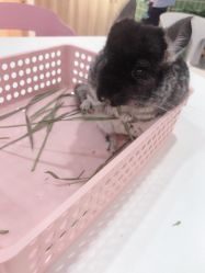 -Moni星球萌宠·小马宝莉·灵蛇·高端高阶全萌宠互动体验俱乐部(红豆国际广场店)