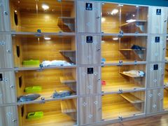 -猫十亿·布偶金渐层·曼基康矮脚猫舍(青年路店)