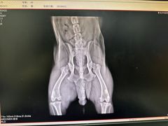 -小叮当动物医院·骨科·眼科