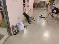 -三花喵·撸猫购宠·宠物生活馆(虹桥南丰城店)