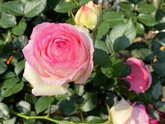 -人民公园(罗湖区)