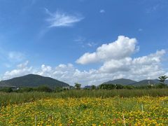 -芒洲湿地公园