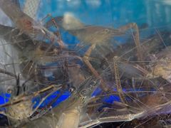 -八仔大富楼·河鲜(西江店)