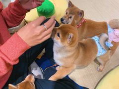-逗柴咖啡屋·狗咖猫咖宠物桌游